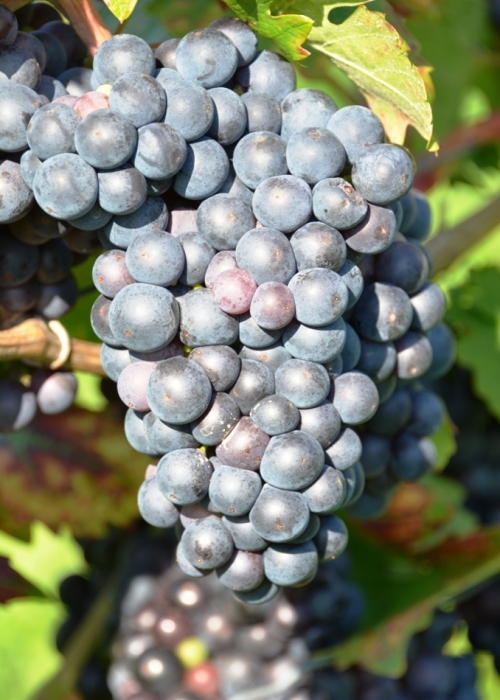 Zinfandel ANT 6410